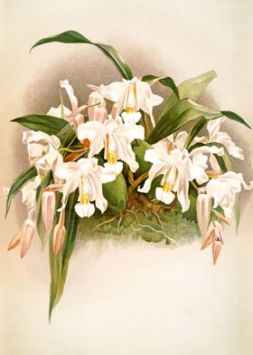 Coelogyne White Orchid