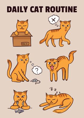 Daily Cat Routine
