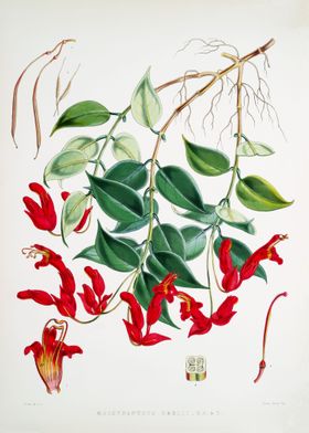 Red Orchid Aeschynanthus