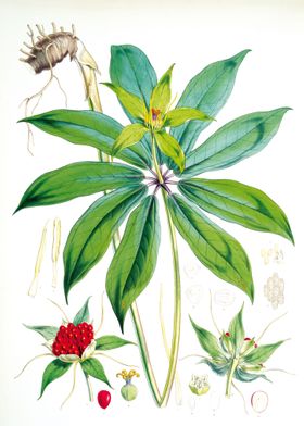 Paris Polyphylla Plant