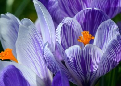 Safran Crocus Flower