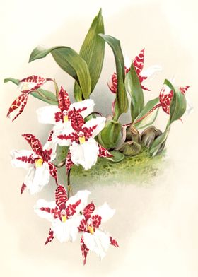Red and White Orchid