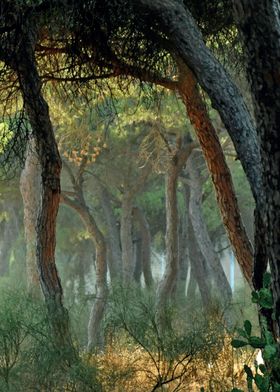 Spain Pinus pinea forest