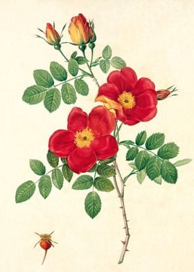 Rose Eglanteria