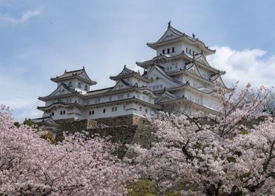 Sakura at Himeji Castle