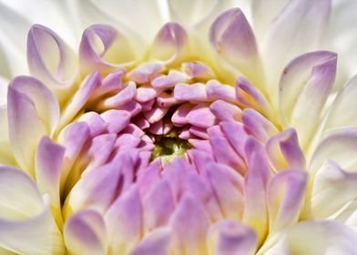 Dahlia Flower