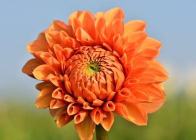 Orange Flower