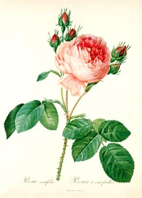 Cabbage rose