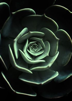 DARKSIDE OF SUCCULENTS 18a