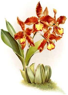Red Orchid Odontoglossum
