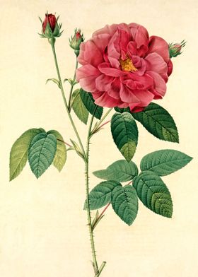 Rose Gallica