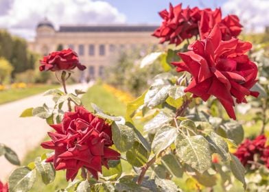 Jardin des Plantes