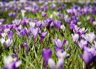 Crocus Flowers