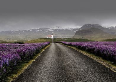 Iceland Floral Road