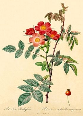 Rose Rubrifolia