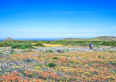 Flower season Cape Town 