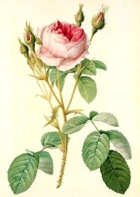 Rose Muscosa