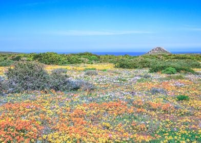 Flower season Cape Town 