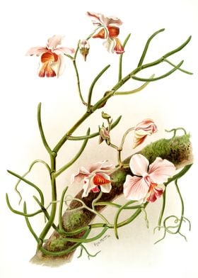 White Petal Orchids