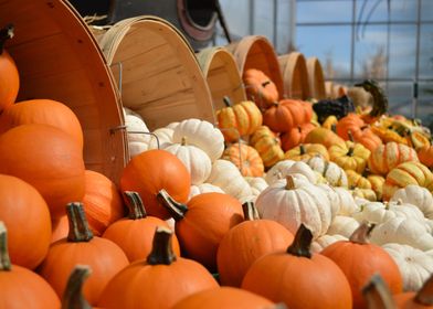 Gourds Pumpkins Vegetables