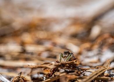 Jumping Spider on a Perch