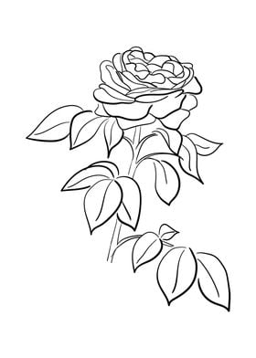 Hand drawn Rose flower 01