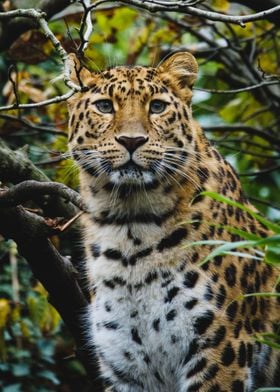 Beautiful Amur Leopard 