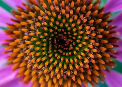 Spiraling Flower