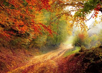 Autumn Road