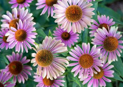 Purple and Pink Flowers