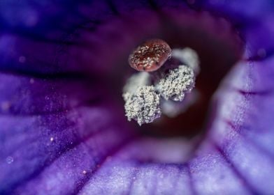 Purple Flower Macro