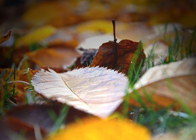 Leaves Autumn