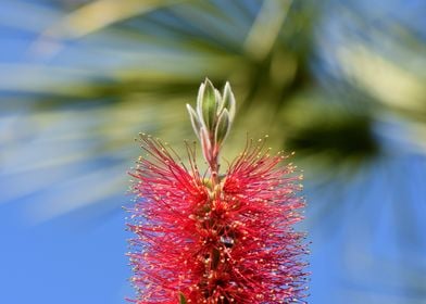 Lemon Bottlebrush