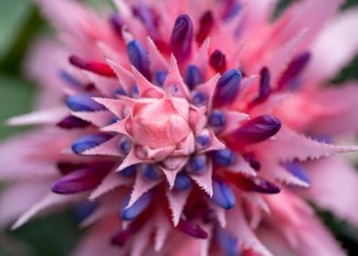 Pink and Blue Flower