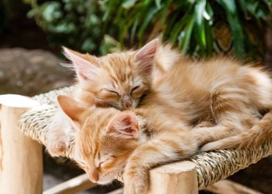 Cute Cat and Kitty