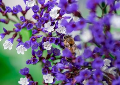 A Bee in Purple Flowers