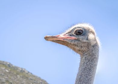 Ostrich 