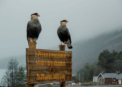 Patagonia Birds