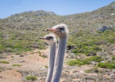 Ostrich 