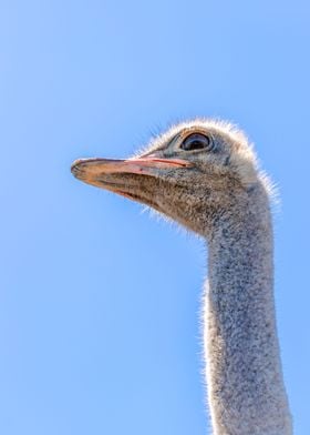 Ostrich 