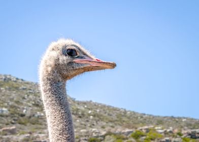 Ostrich 