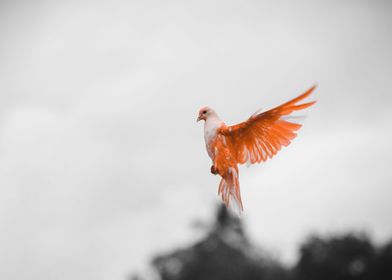 domestic pigeon