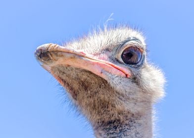 Ostrich 