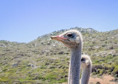 Ostrich 