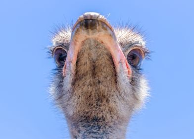 Ostrich 