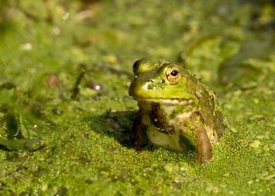 Green frog in pond