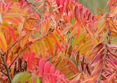 Colorful autumn leaves