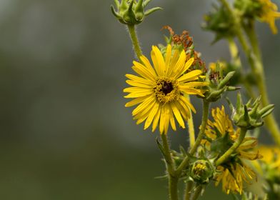 Yellow compass flower