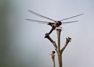 Dragonfly with wings out