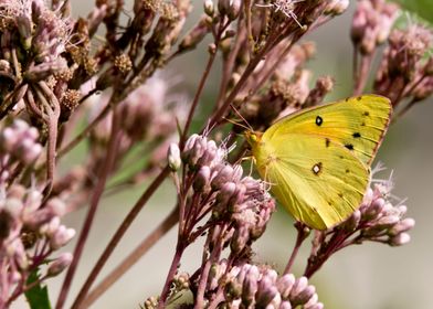 Common sulfur butterfly